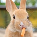 Rabbit chews a carrot