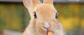 Rabbit chews a carrot