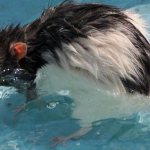 The rat is swimming