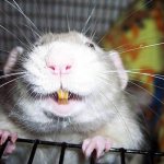 the rat laughs