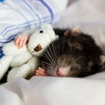 The rat is dying: signs of impending death