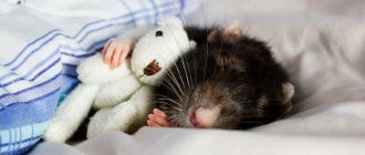 The rat is dying: signs of impending death