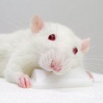 Albino rats - white with red eyes: features, lifespan (photo)