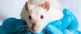 Лечение простуды у крыс