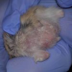 Ringworm in a hamster