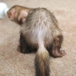 ferret&#39;s tail is going bald