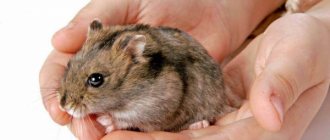 Boy or girl: determining the gender of the hamster