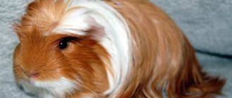 Guinea pig characteristics