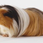 Guinea pig coronet