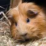 The guinea pig is depressed