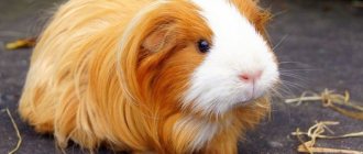 guinea pig