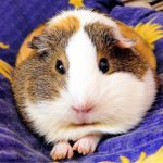 Guinea pig