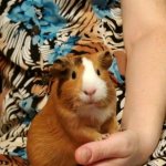 Abyssinian guinea pigs - full characteristics