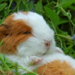 guinea pigs reviews