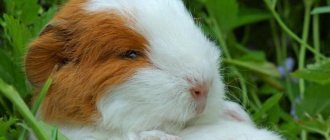 guinea pigs reviews