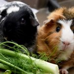 Can you give your guinea pig zucchini?