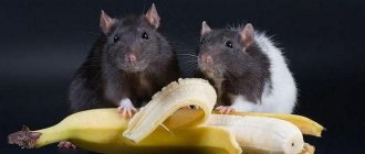 Is it possible to give banana to rats?