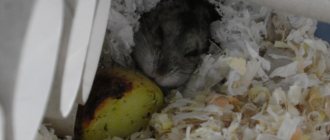 Can hamsters eat raw and boiled potatoes?