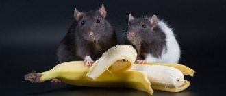 can rats eat bananas?