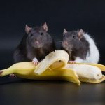 можно ли крысам бананы