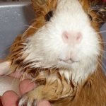 Is it possible to bathe guinea pigs and how to do it correctly?