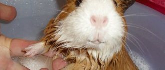 Is it possible to bathe guinea pigs and how to do it correctly?