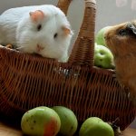 Can guinea pigs eat apples and pears?