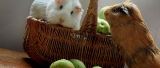 Can guinea pigs eat apples and pears?