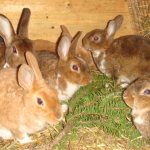 Is it possible to feed pine needles to a dwarf rabbit?