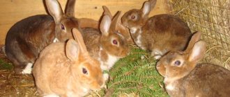 Is it possible to feed pine needles to a dwarf rabbit?