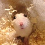 Filler for hamsters: which one is better to choose (sawdust, paper and other types of bedding)