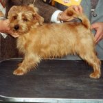 Norfolk Terrier at a show