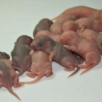 Новорождённые крысёныши