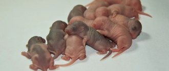 Newborn rat pups