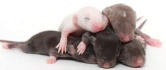 Newborn rat pups: development, care and feeding of baby rats