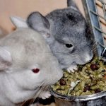 Review of the best food for chinchillas