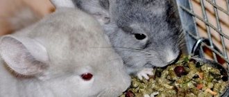 Review of the best food for chinchillas