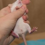 Determine the sex of the rat