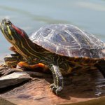 Определить возраст красноухой черепахи непросто