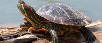 Determining the age of a red-eared slider is not easy