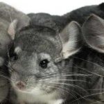 optimal cage size for chinchillas
