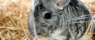 Nuts in a chinchilla&#39;s diet