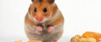 Hamster nuts