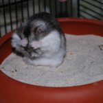 Sand for bathing hamsters: organizing a sand bath