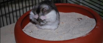 Sand for bathing hamsters: organizing a sand bath