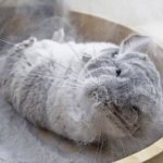 sand for chinchillas