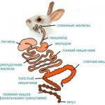 Пищеварительная система кроликов