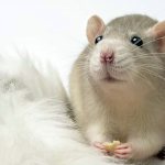 Pros and cons of pet rats: is it easy to keep, what are the possible household difficulties, reviews from owners