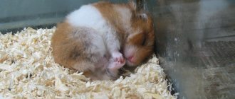 Why does a hamster sleep all the time?