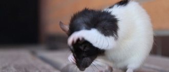 Why does a rat itch: it scratches until it bleeds and hurts, what should I do?